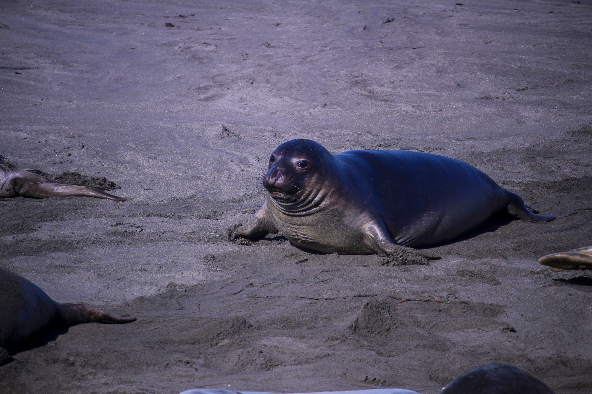 bigsur