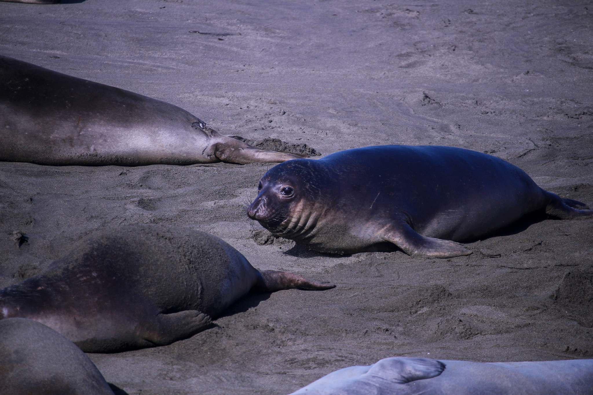 bigsur