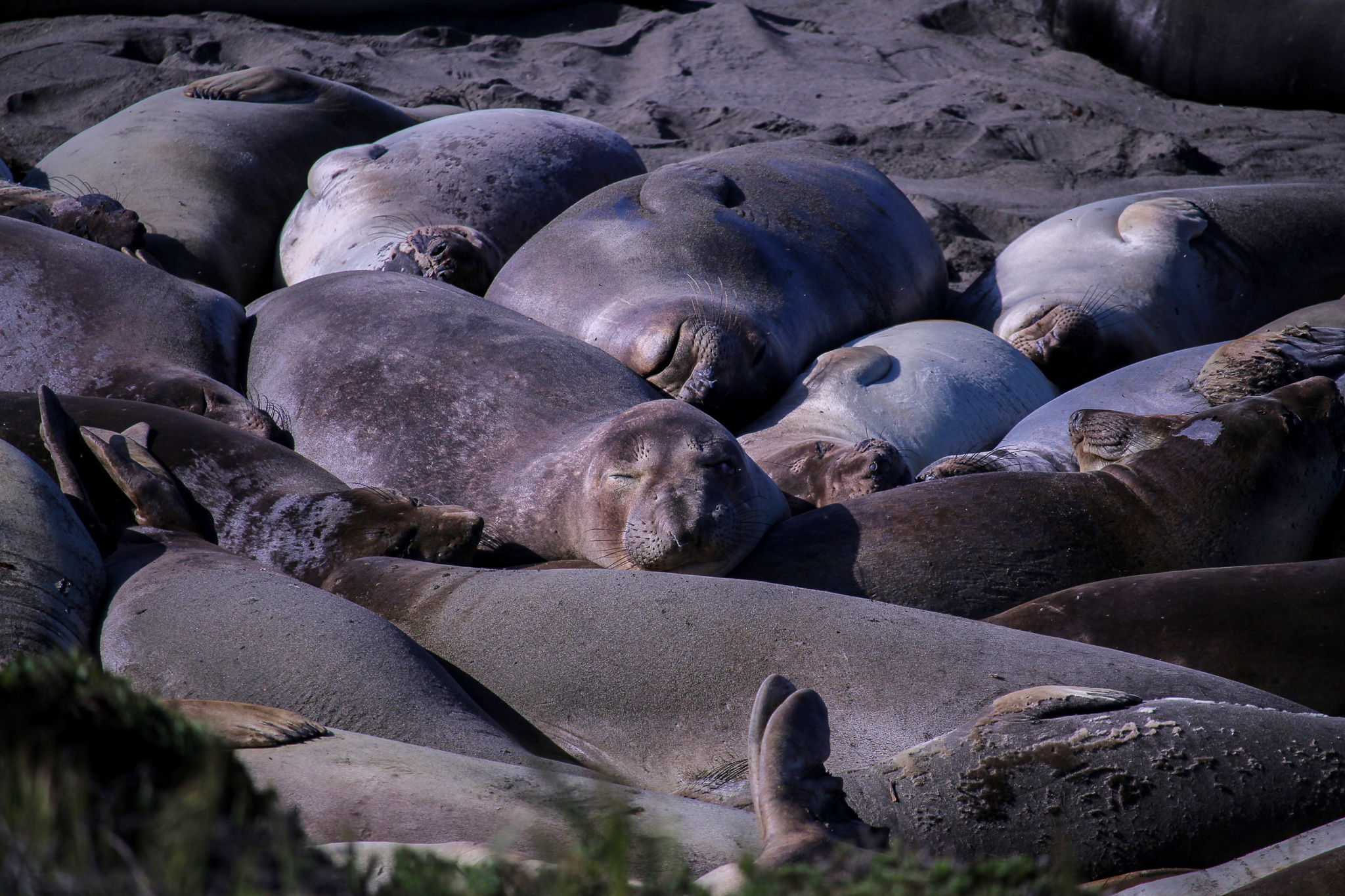 bigsur