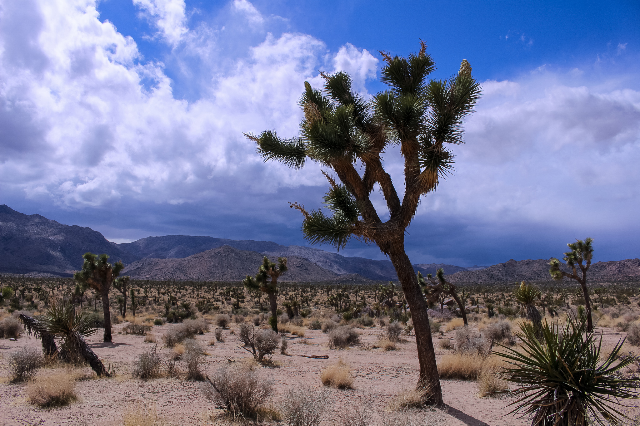 joshuatree