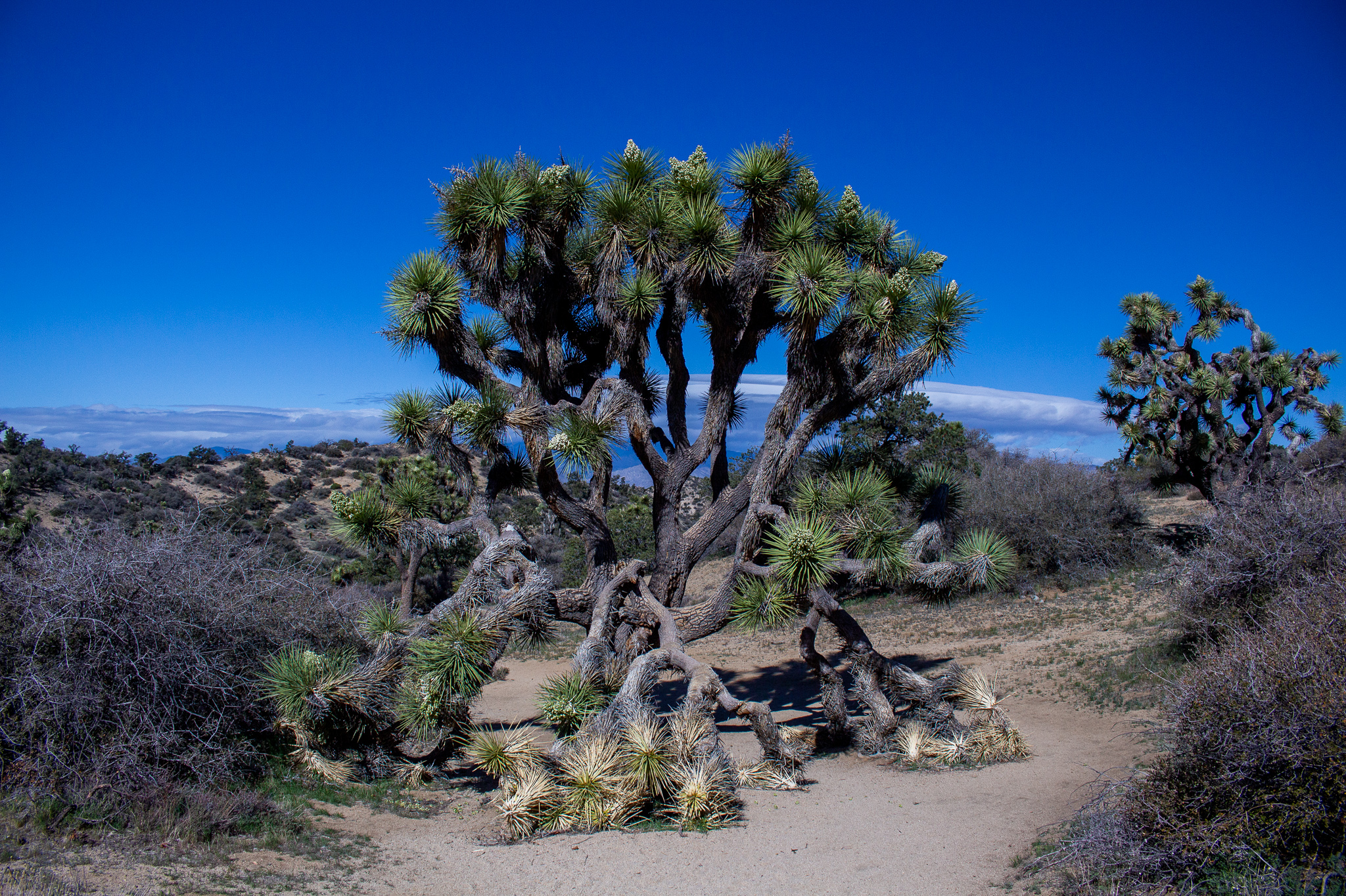 joshuatree