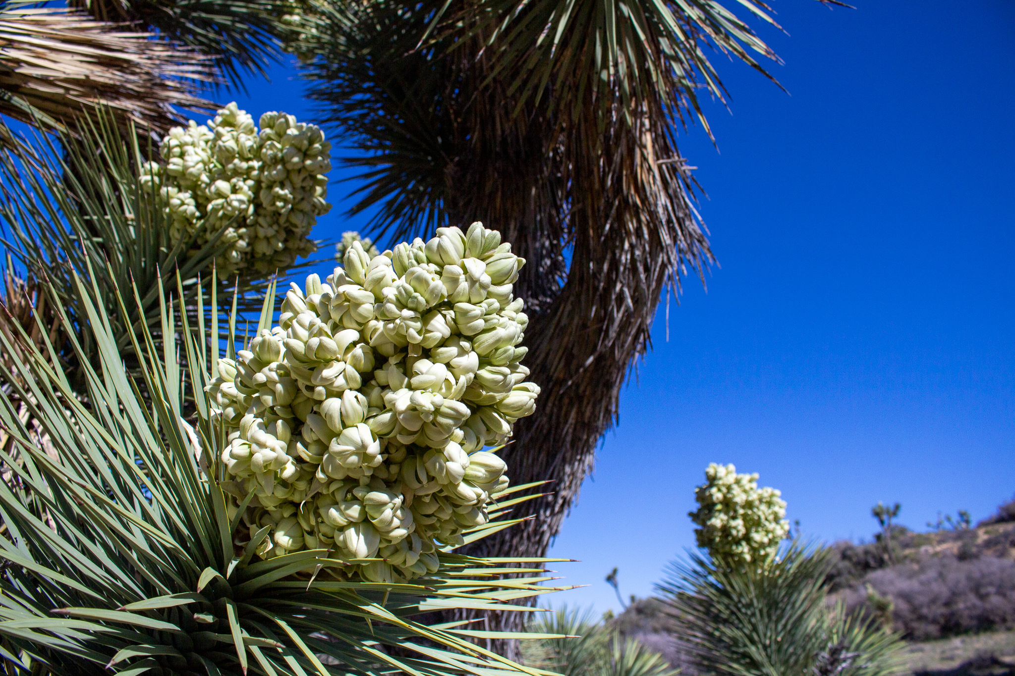 joshuatree