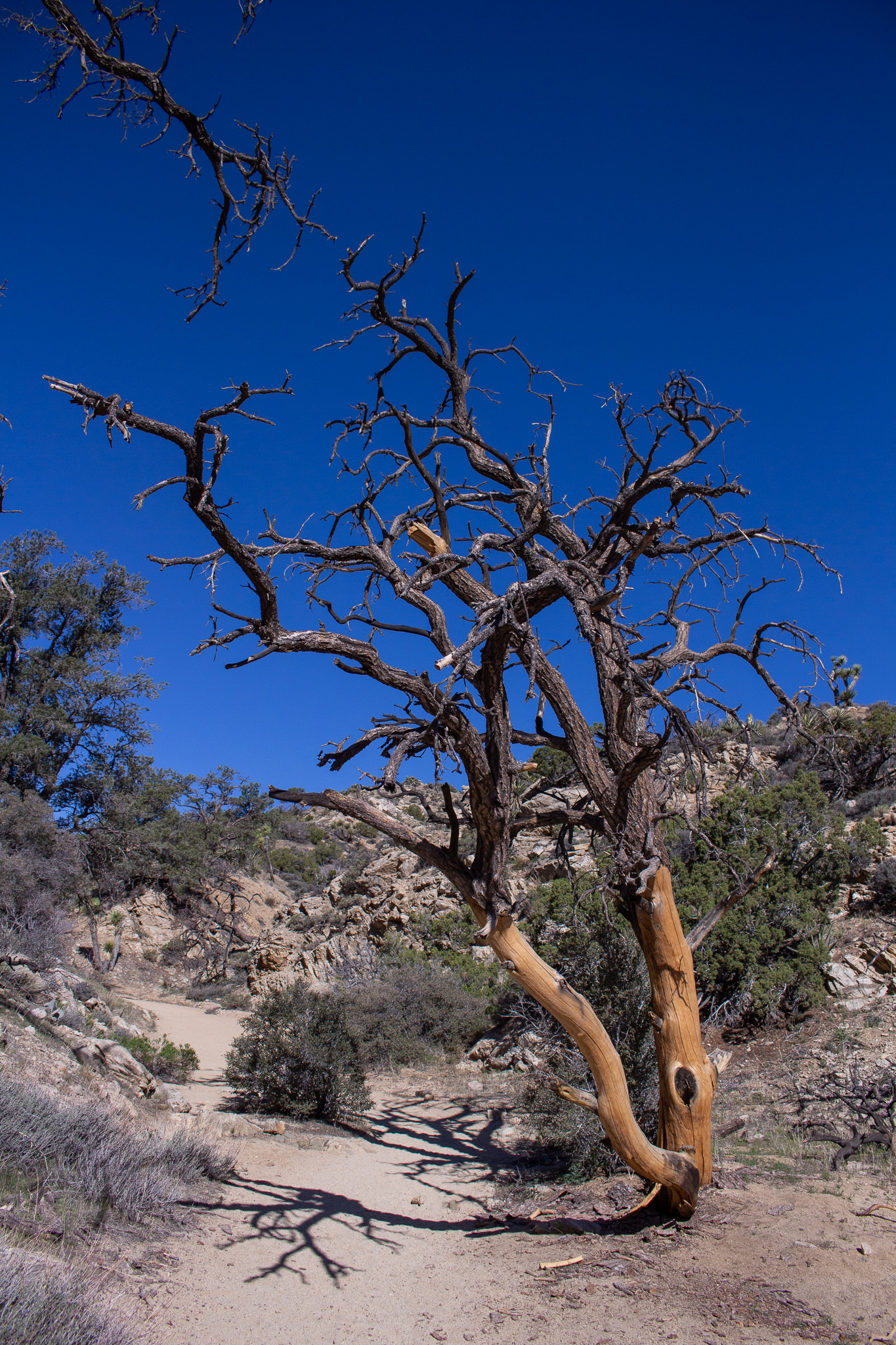 joshuatree