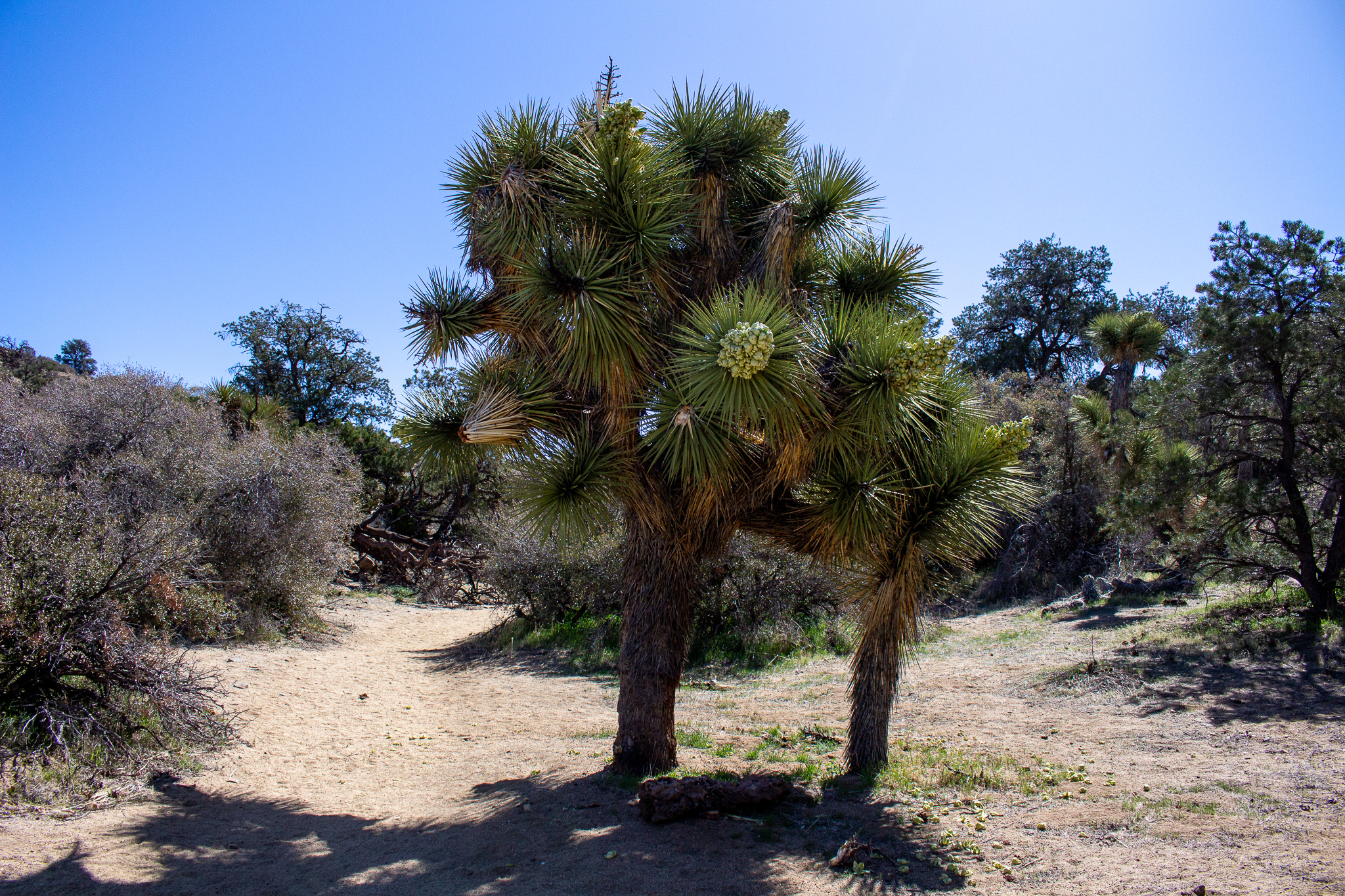 joshuatree