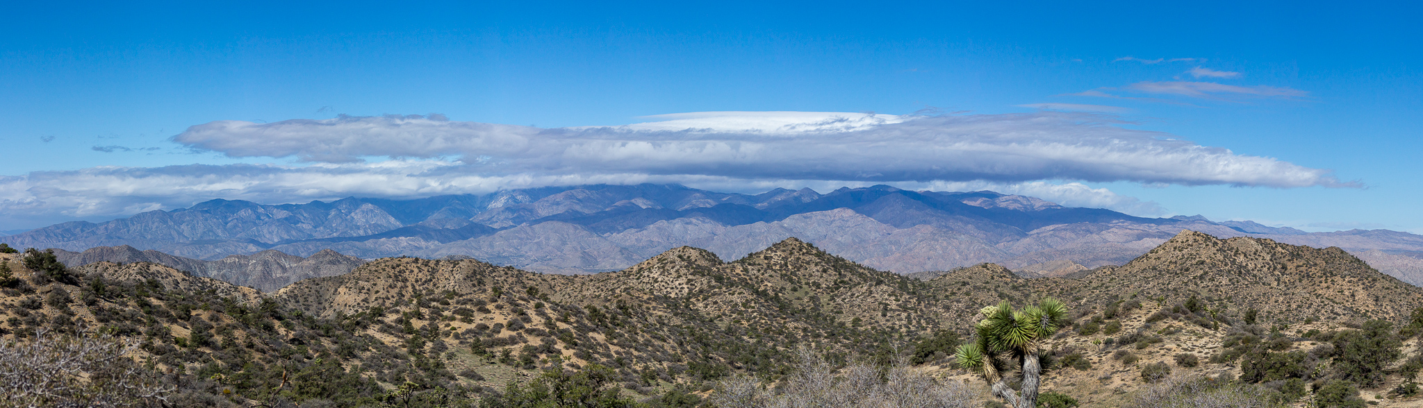 joshuatree