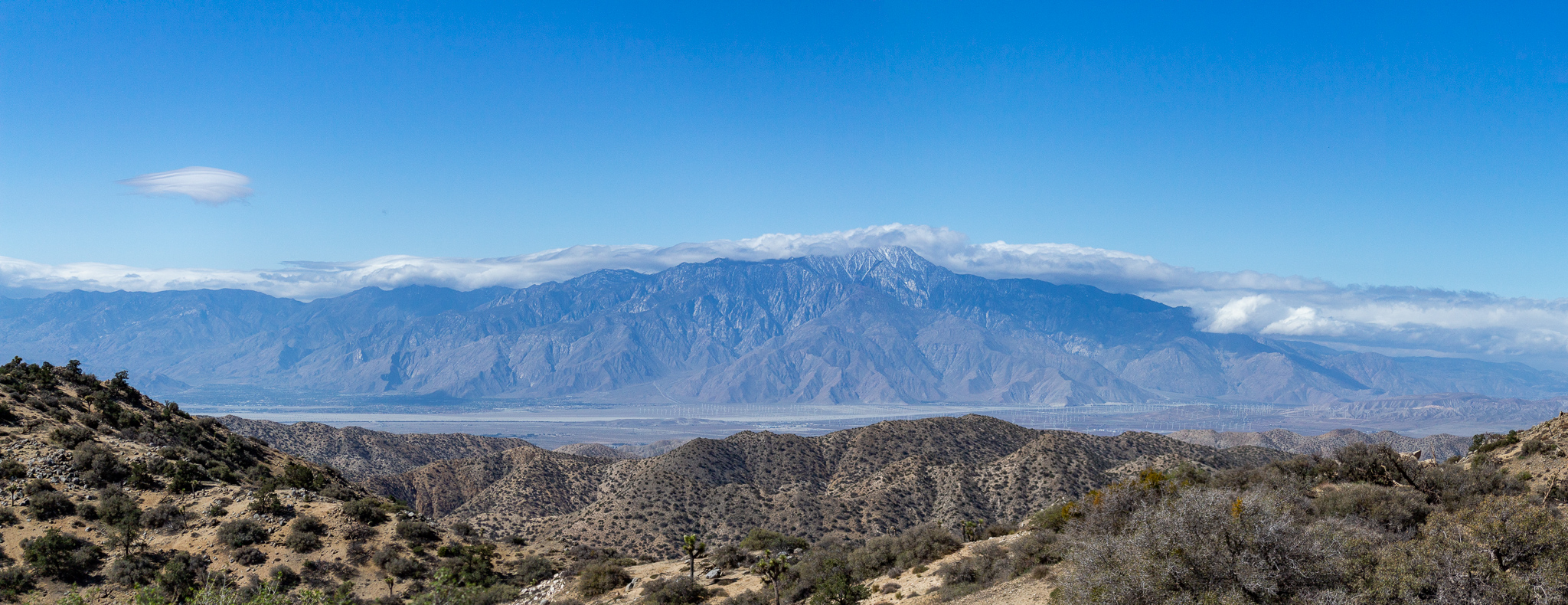 joshuatree