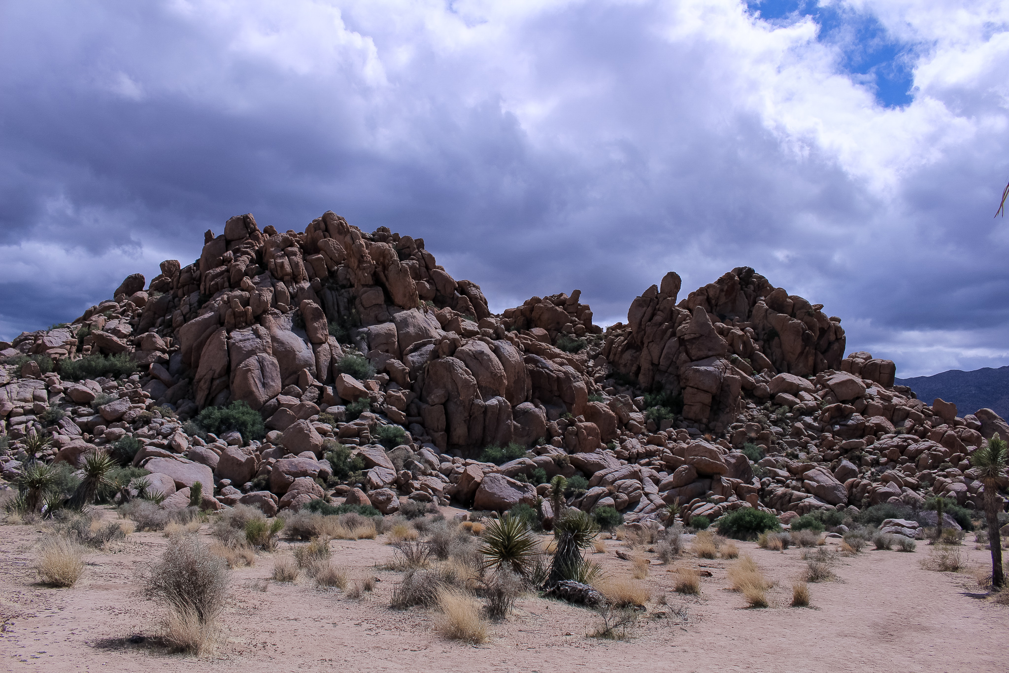 joshuatree